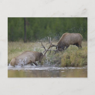 Elk Bulls fighting, Yellowstone NP, Wyoming Postcard