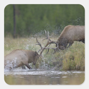 Elk Bulls fighting, Yellowstone NP, Wyoming Square Sticker
