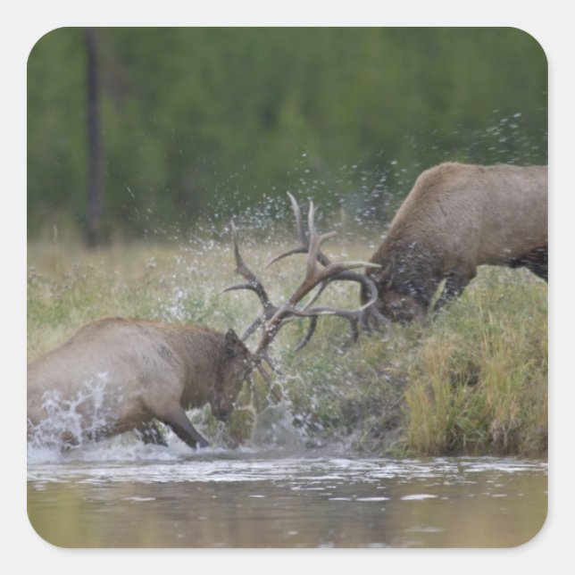 Elk Bulls fighting, Yellowstone NP, Wyoming Square Sticker (Front)