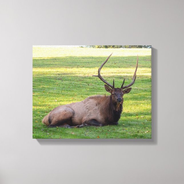 Elk Canvas Print (Front)
