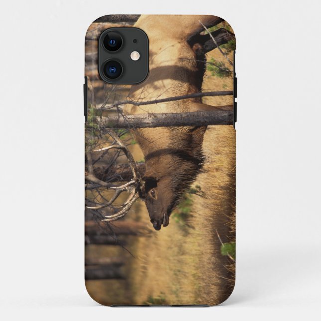 elk, Cervus elaphus, bull bugles in a burnt out Case-Mate iPhone Case (Back)