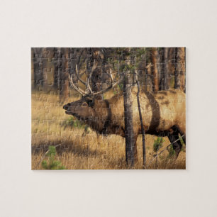 elk, Cervus elaphus, bull bugles in a burnt out Jigsaw Puzzle