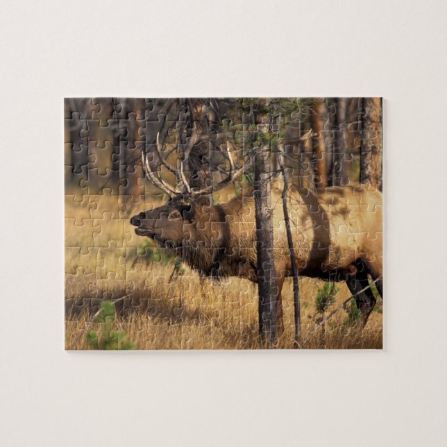 elk, Cervus elaphus, bull bugles in a burnt out Jigsaw Puzzle (Horizontal)