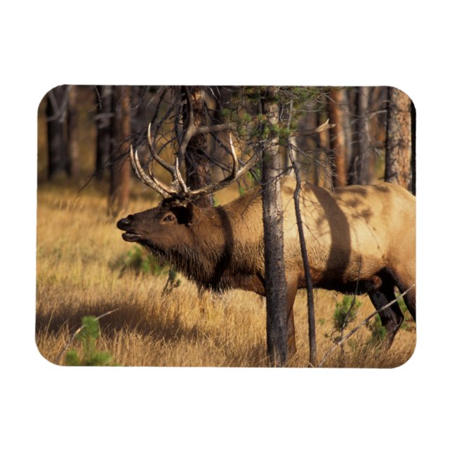 elk, Cervus elaphus, bull bugles in a burnt out Magnet (Horizontal)