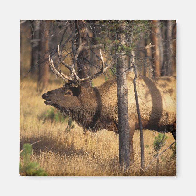 elk, Cervus elaphus, bull bugles in a burnt out Magnet (Front)