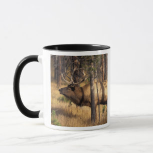 elk, Cervus elaphus, bull bugles in a burnt out Mug
