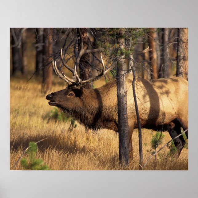 elk, Cervus elaphus, bull bugles in a burnt out Poster (Front)