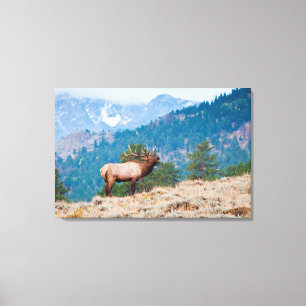 Elk (Cervus Elephus) Bull Bugling Canvas Print