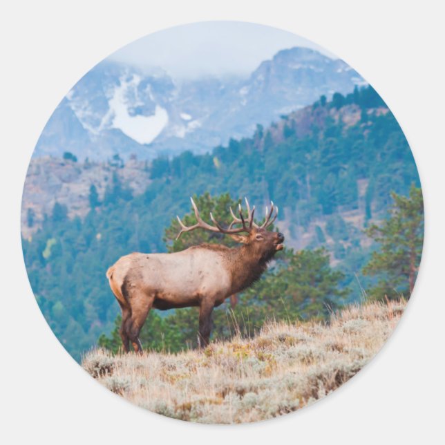 Elk (Cervus Elephus) Bull Bugling Classic Round Sticker (Front)