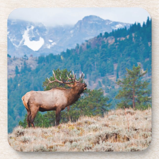 Elk (Cervus Elephus) Bull Bugling Coaster (Front)