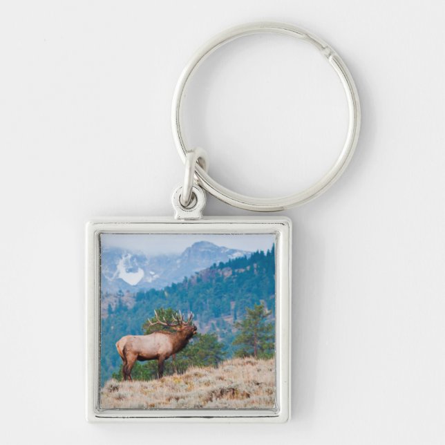 Elk (Cervus Elephus) Bull Bugling Key Ring (Front)