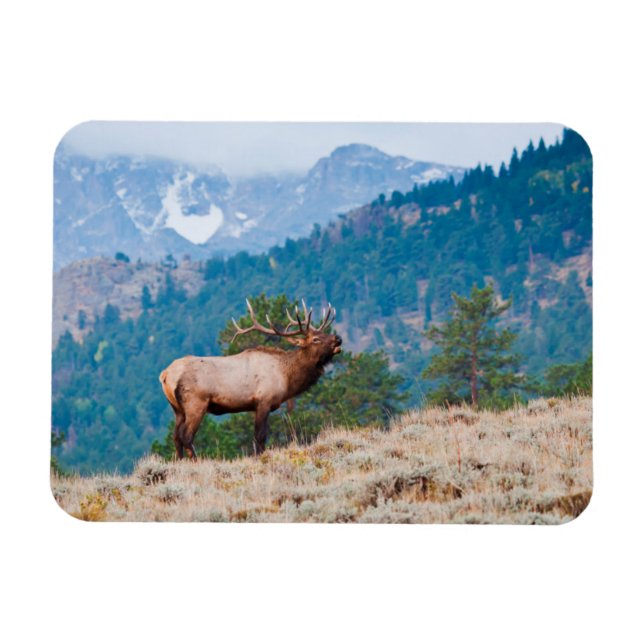 Elk (Cervus Elephus) Bull Bugling Magnet (Horizontal)
