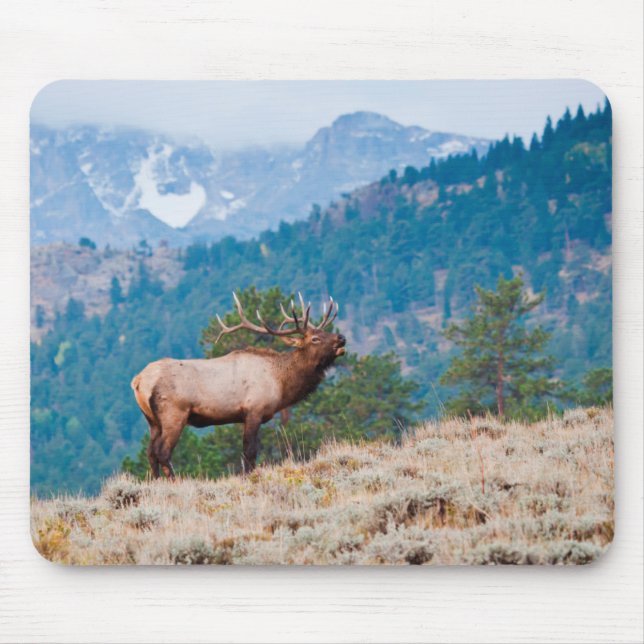 Elk (Cervus Elephus) Bull Bugling Mouse Mat (Front)