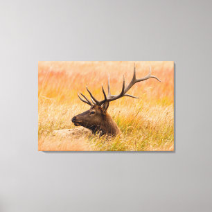 Elk (Cervus Elephus) Resting In Meadow Grass Canvas Print