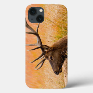 Elk (Cervus Elephus) Resting In Meadow Grass iPhone 13 Case
