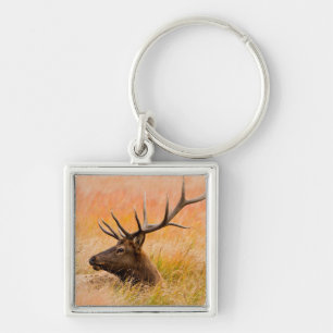 Elk (Cervus Elephus) Resting In Meadow Grass Key Ring