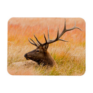 Elk (Cervus Elephus) Resting In Meadow Grass Magnet