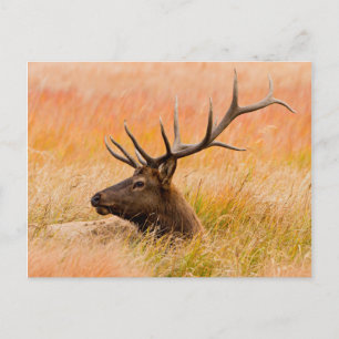 Elk (Cervus Elephus) Resting In Meadow Grass Postcard