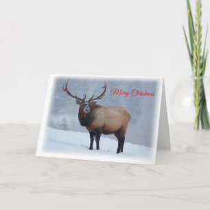 Elk Christmas Card
