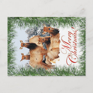 Elk Christmas Holiday Postcard