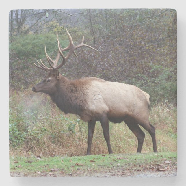 Elk Coaster (Front)