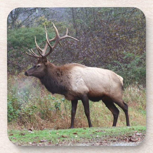 Elk Coaster (Front)