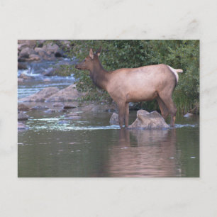 Elk Cow crossing the river in the early morning. Postcard