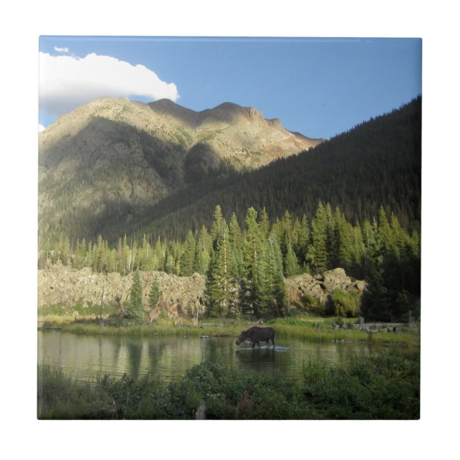 Elk Creek Moose - Weminuche Wilderness - Colorado Tile (Front)