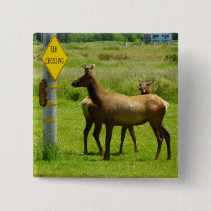 Elk Crossing California Wildlife Photography 15 Cm Square Badge