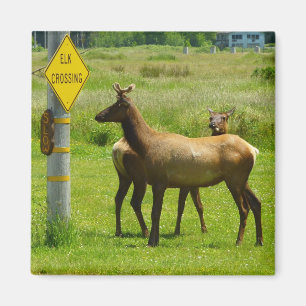 Elk Crossing California Wildlife Photography Magnet