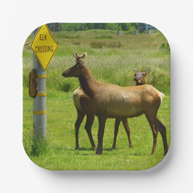 Elk Crossing California Wildlife Photography Paper Plate (Front)