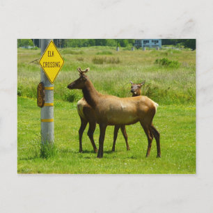 Elk Crossing California Wildlife Photography Postcard