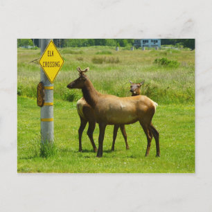 Elk Crossing California Wildlife Photography Postcard