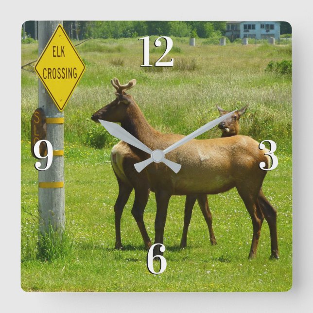 Elk Crossing California Wildlife Photography Square Wall Clock (Front)