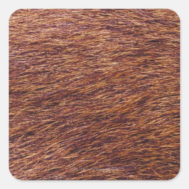Elk fur square sticker (Front)