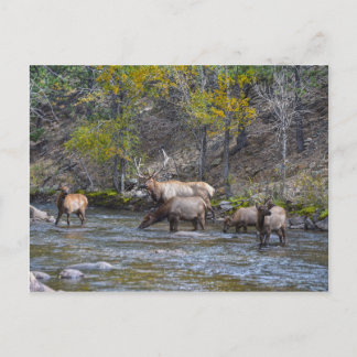 Elk Herd in The Big Thompson, Colorado Postcard