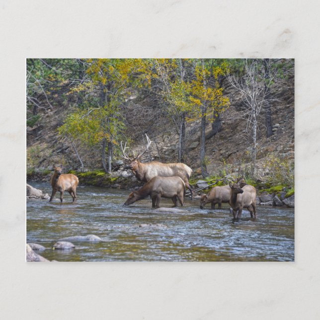Elk Herd in The Big Thompson, Colorado Postcard (Front)