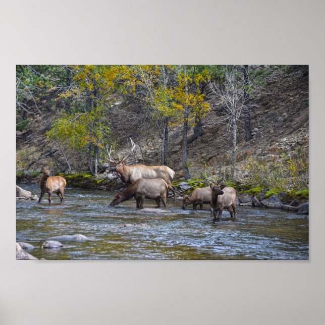 Elk Herd in The Big Thompson River Poster (Front)