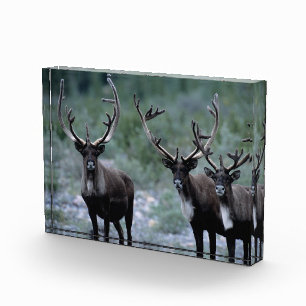 Elk Herd Mt. Baring, Washington Photo Block