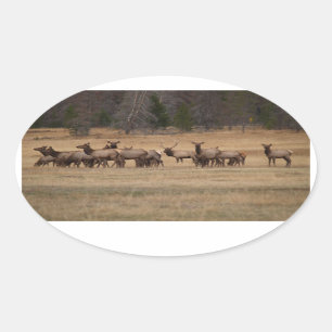 Elk Herd  Oval Sticker