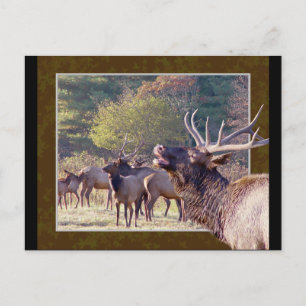 Elk Herd Postcard 2