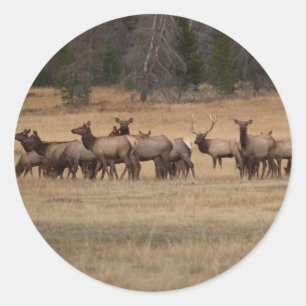Elk Herd Round Sticker