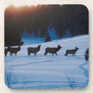 Elk herd walking through field coaster