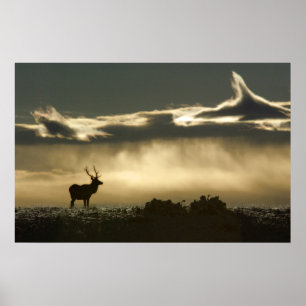 elk in horseshoe park rmnp poster