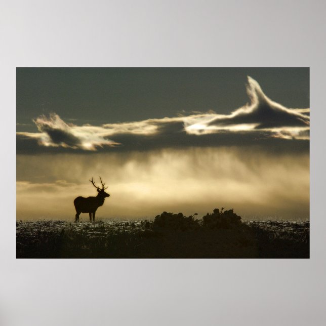 elk in horseshoe park rmnp poster (Front)