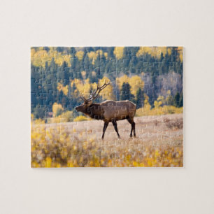 Elk in Rocky Mountain National Park, Colorado Jigsaw Puzzle