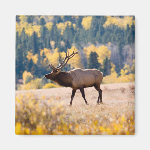 Elk in Rocky Mountain National Park, Colorado Magnet