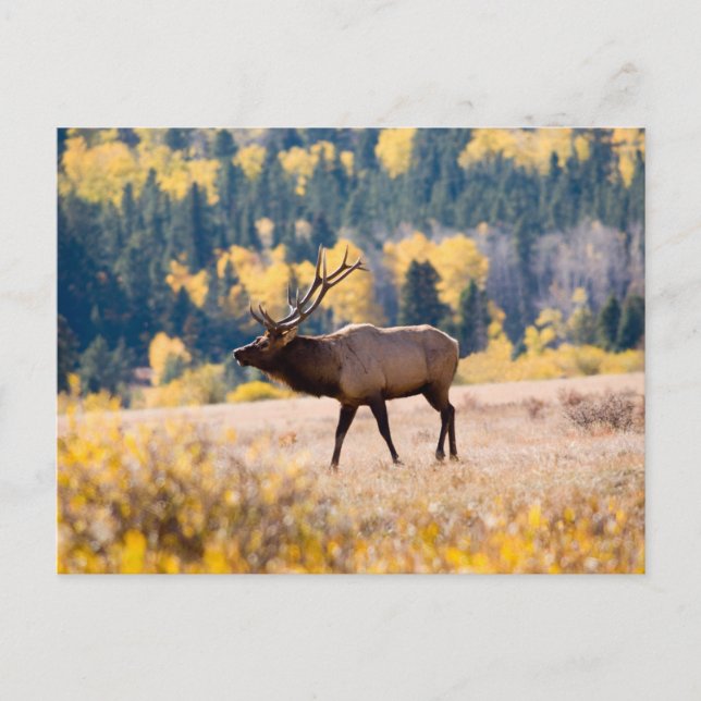 Elk in Rocky Mountain National Park, Colorado Postcard (Front)