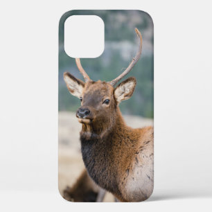 ELK IN ROCKY MOUNTAIN NATIONAL PARK - ELK HERDS GR iPhone 12 CASE
