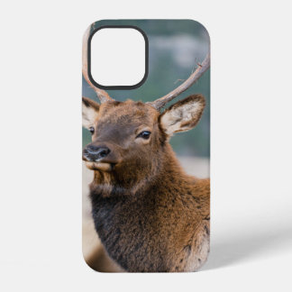 ELK IN ROCKY MOUNTAIN NATIONAL PARK - ELK HERDS GR iPhone 12 CASE